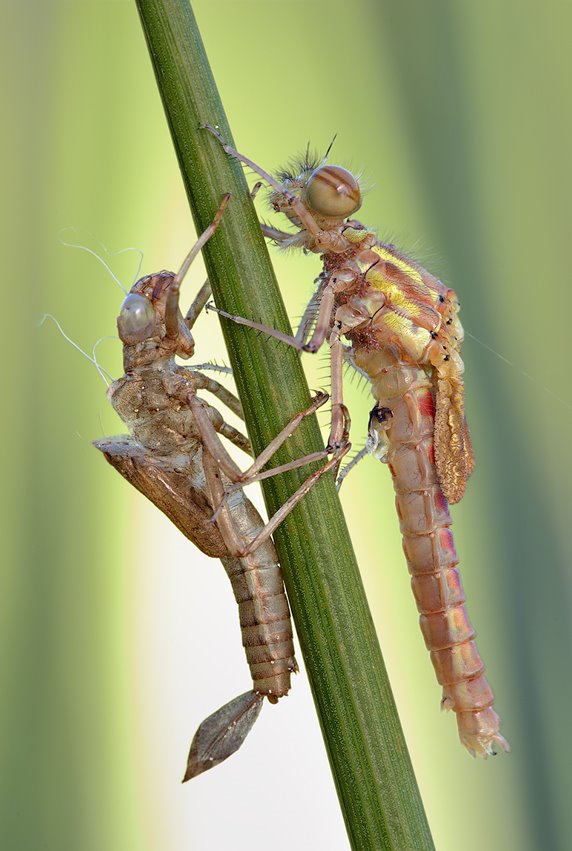 Insectos Sorprendentes