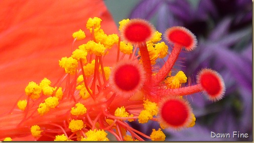 Heritage gardens_028