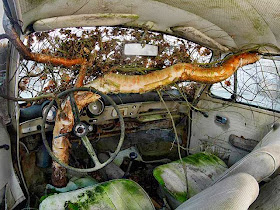 Birch Tree in Old Volkswagen