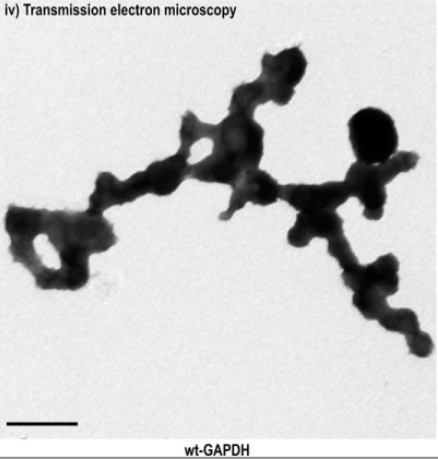 (Figure 4.) GAPDH homotetramer