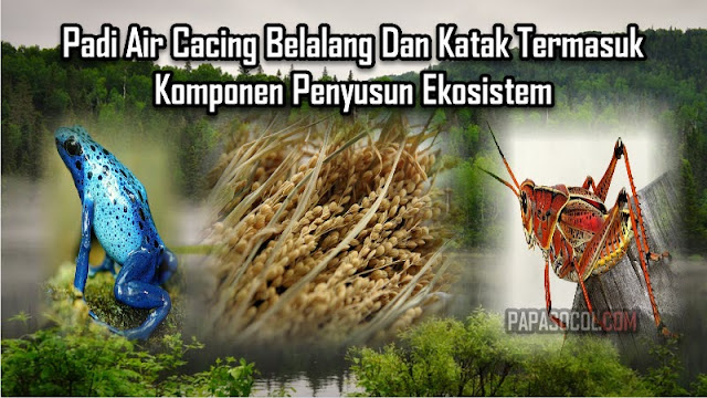 Padi Air Cacing Belalang Dan Katak Termasuk Komponen Penyusun Ekosistem