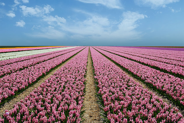 Vista Holanda época Tulipanes