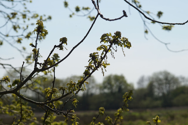 spring highlights in Norfolk