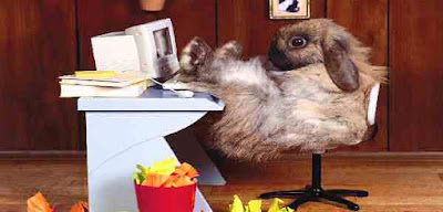 Rabbit at work desk office