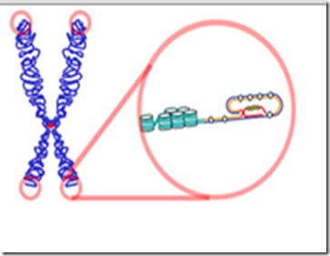 Telomer