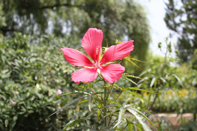 Scarlet Rosemallow Flowers Pictures