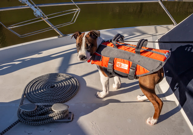 Photo of Ruby in her lifejacket on Ravensdale's foredeck