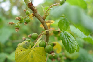 svarta vinbär gröna to be svartvinbärsbuske blad