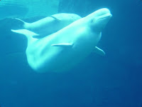 White Dolphine