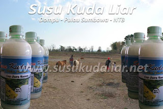 Susu Kuda Liar Sumbawa