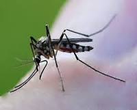  Quais doenças podem ser transmitidas pelo mosquito Aedes ?