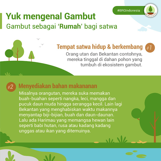 restorasi antisipasi kebakaran gambut