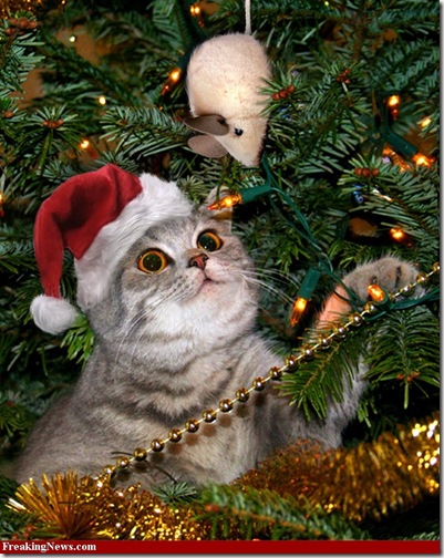 animales (3)