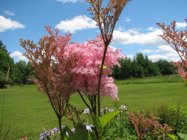 Lanark County Master Gardeners