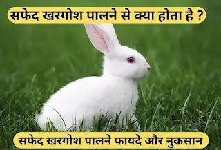 सफेद खरगोश पालने से क्या होता है, फायदे और नुकसान हिंदी जानकारी