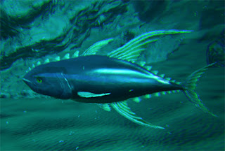 tuna from playatlas