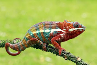 10 Fun Facts about Chameleons