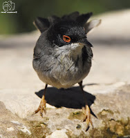 Curruca cabecinegra