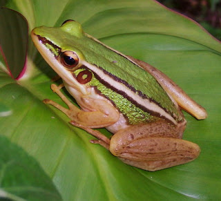 KATAK PISANG • Air Kencing Katak Pisang Berbahaya Ke? 