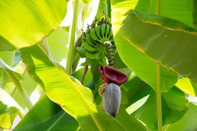Banana Plant