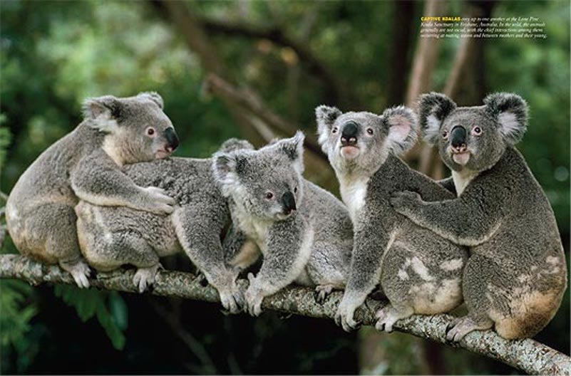 funny koala wallpaperphoto