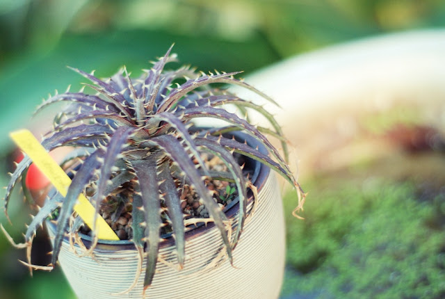 สับปะรดสี Dyckia dawsonii  