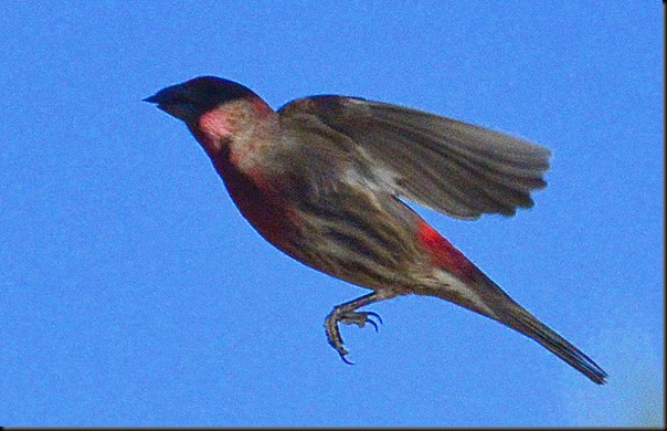 DSC_0038