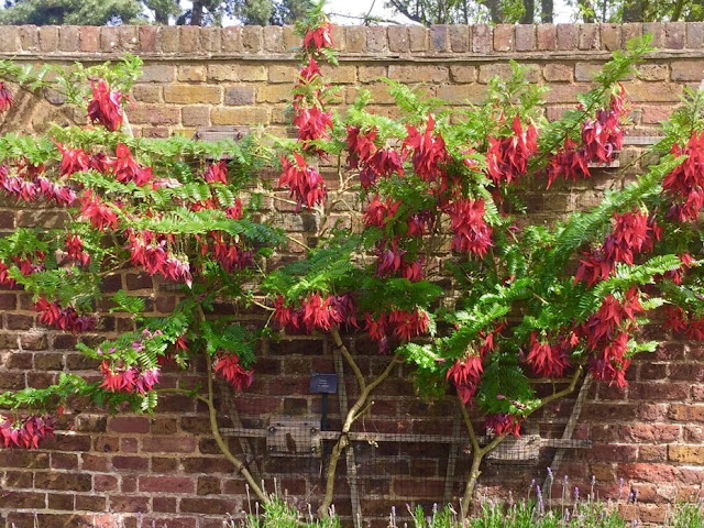 Clianthus puniceus Clianthus puniceus