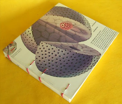 Cell Membrane Diagram cell membrane diagram. Cell Membrane Diagram