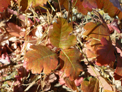 poison oak