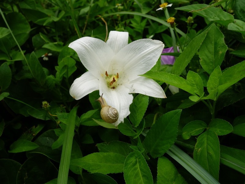 2014_0622 北方三島-彭佳嶼、棉花嶼、花瓶嶼巡禮_0232