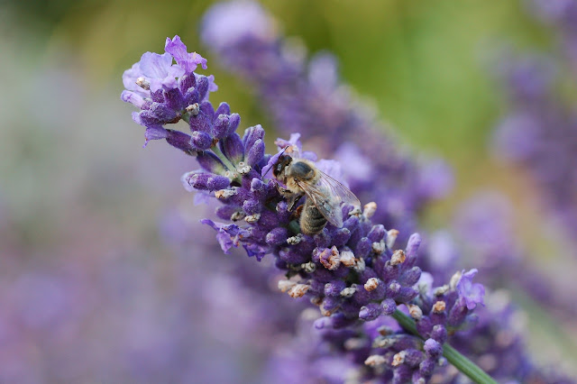 Lavendel snoeien.