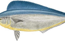 Pompano Dolphin (Coryphaena equiselis)