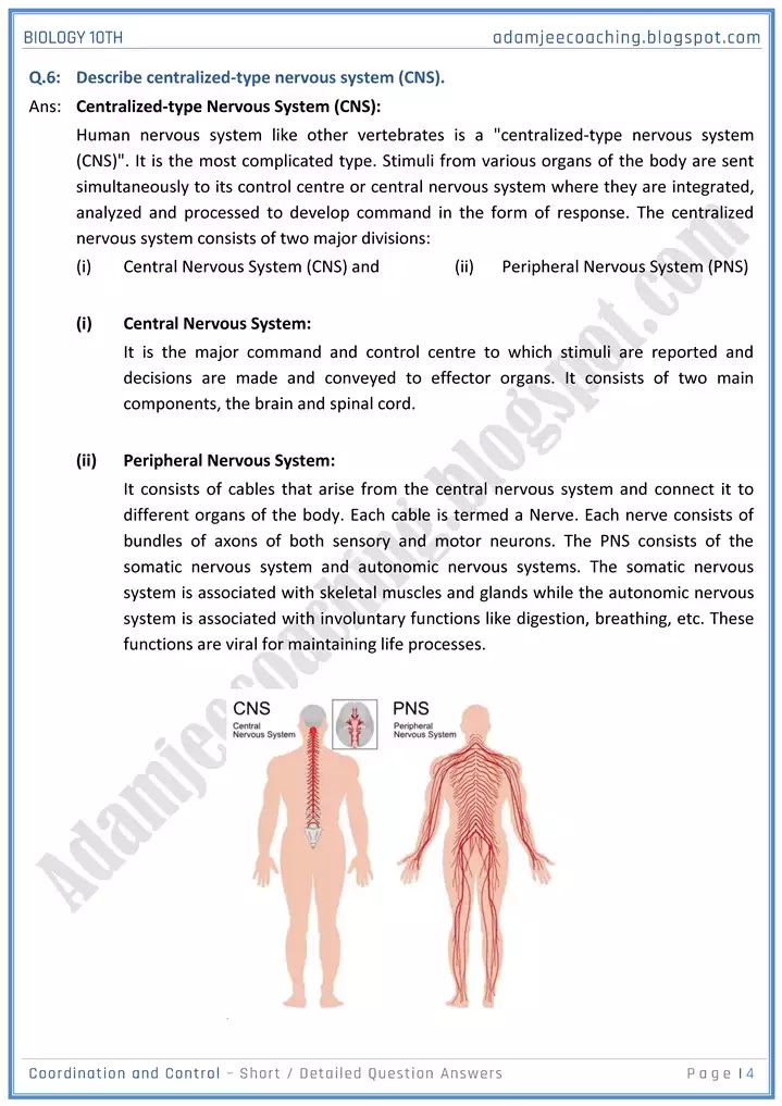 coordination-and-control-short-and-detailed-answer-questions-biology-10th