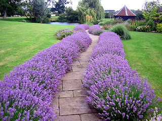 chão de jardim com plantas