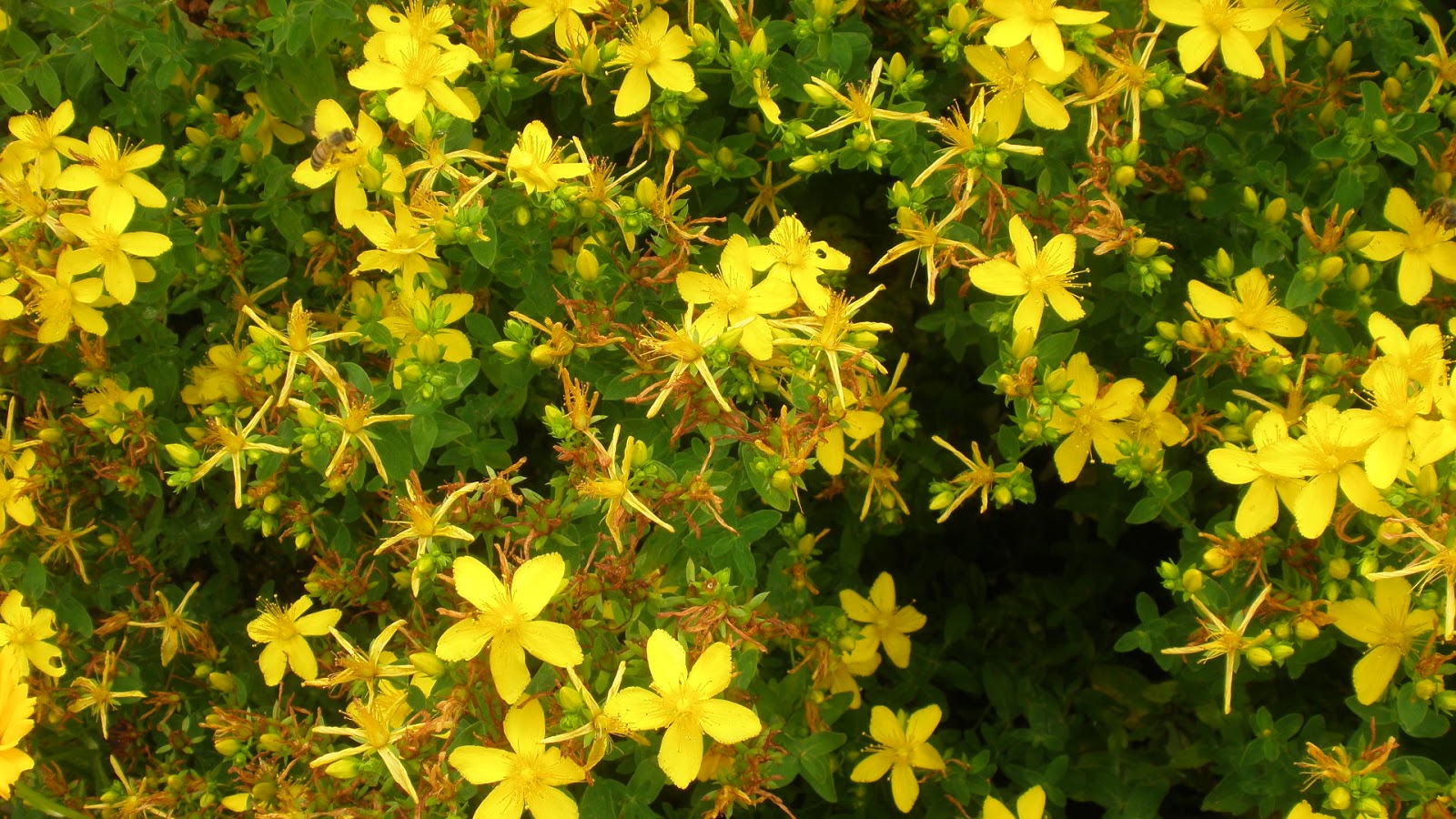 Pianta Grassa Con Fiori Gialli A Grappolo Kalanchoe Blossfeldiana Viridea Nel 2020 Kalanchoe Da Febbraio In Poi Produce Tanti Fiori Gialli E Al Suo Interno Contiene Sostanze Con Decorados De Unas