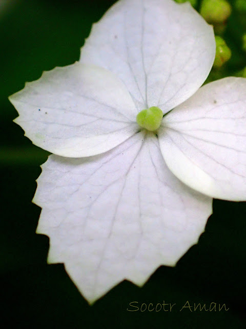 Hydrangea serrata