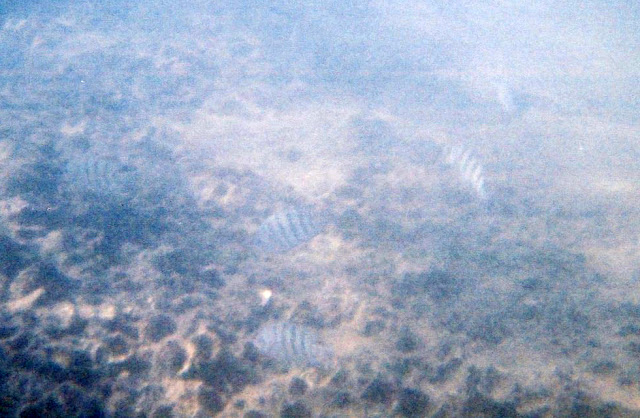 Snorkelling in Thailand 