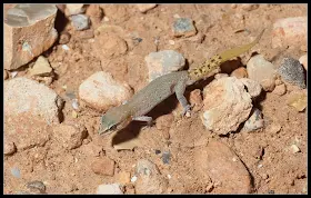 Saurodactylus brosseti