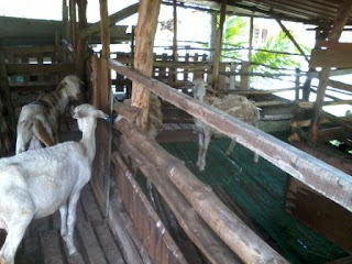 kambing aqiqah