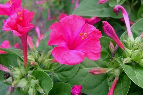 15 Manfaat Bunga Pukul Empat Bagi Kesehatan dan Kecantikan