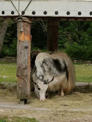 ヘラブルン動物園の牛