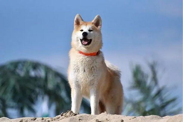 Magnifiques noms pour chien Akita Inu ( Akita japonais )