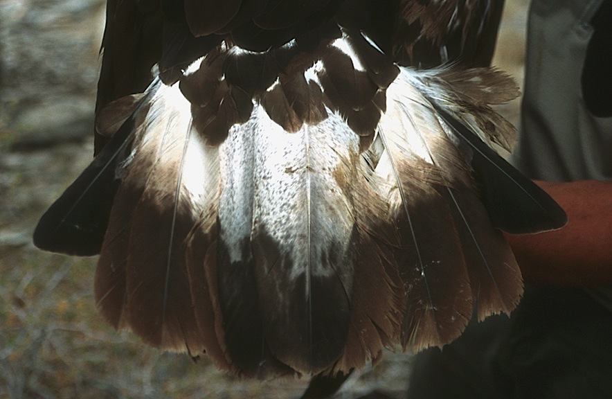 Golden Eagle Feathers By Redpangolin On Deviantart
