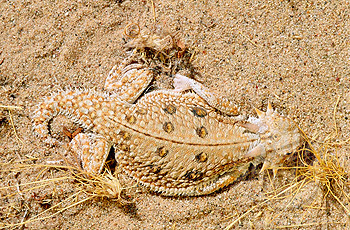 horned lizards | desert animals