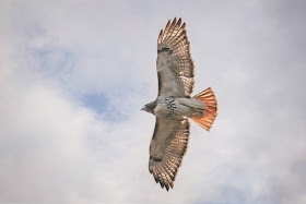 Amelia soaring.