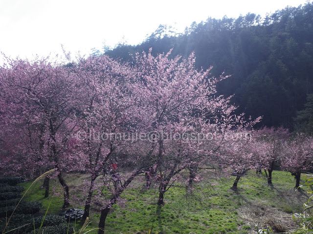 Wuling Farm cherry blossoms