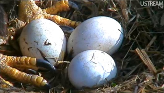 eagle+egg+hatching.jpg