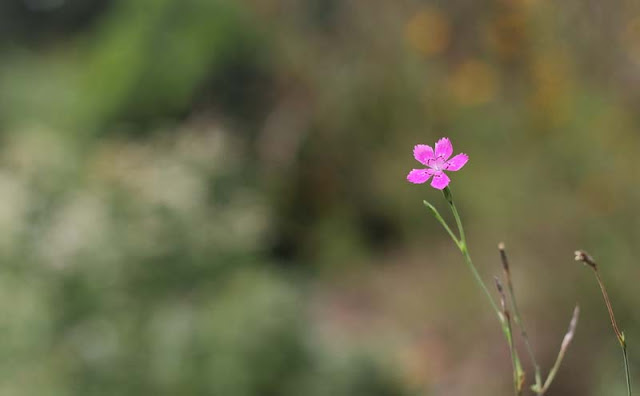 Deptford Pink Flowers Pictures