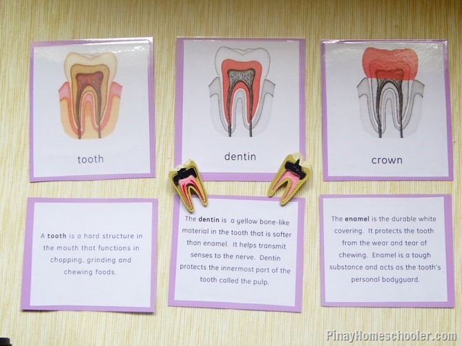 tooth cross section